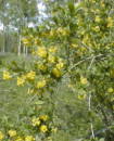 Brberis vulgaris, Berberis, Surtorn 