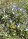 Viola tricolor, Styvmorsviol